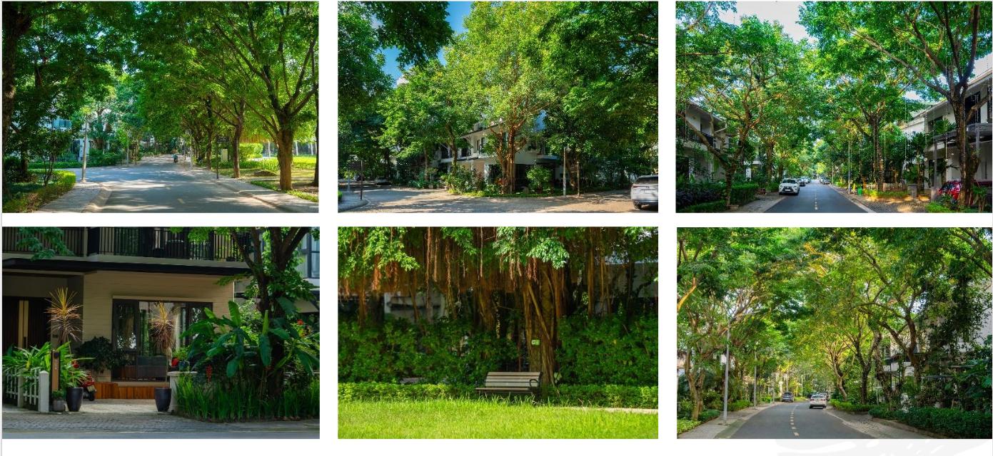 Hình ảnh thực tế: cây xanh cảnh quan của chủ đầu tư Ecopark đã triển khai tại khu đô thị Eco Central Park – Vinh Nghệ An (100 cây/ người)
